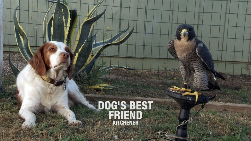 Dog's Best Friend: Kitchener