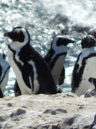 Hospital de pingüinos