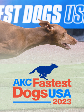 AKC Fastest Dogs USA 2023