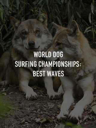 World Dog Surfing Championships: Best Waves