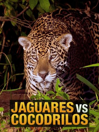 Jaguares vs cocodrilos