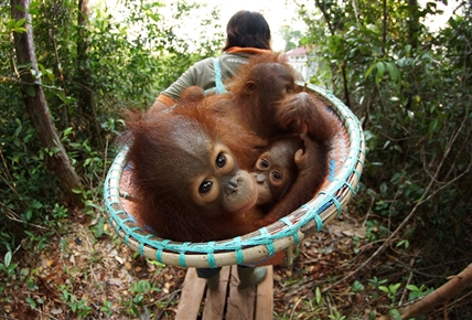 Escuela selvática de orangutanes