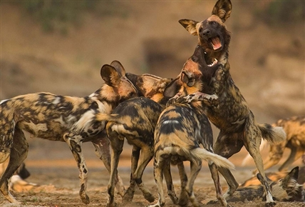 Perros salvajes: corriendo con la manada