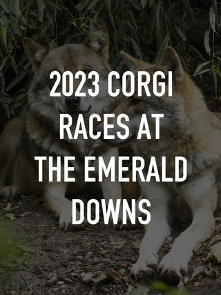 2023 Corgi Races at the Emerald Downs