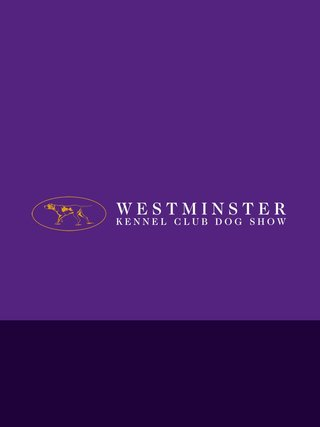 The Masters Agility Championship at Westminster