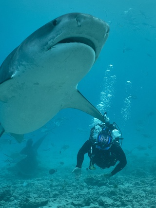 National Geographic - Most Extreme Sharks - Sat 08 Jul 2023 08:00 PM ...